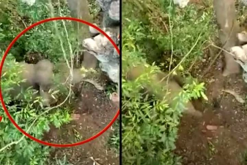 இளைஞர்களை ஓட ஓட விரட்டி தாக்கிய யானை! இலங்கை மக்களை வியப்பூட்டிய காணொளி