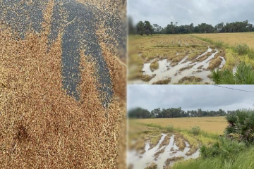 சீரற்ற காலநிலை காரணமாக விவசாயிகள் பாதிப்பு