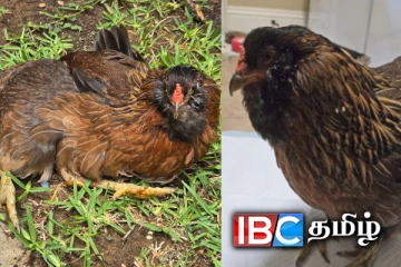 கின்னஸ் சாதனை படைத்த கோழி - காரணம் ஏன் தெரியுமா?