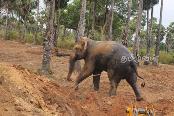 கிணற்றில் தவறி வீழ்ந்த இரு யானைகள் : ஒரு யானை உயிரிழப்பு | Two Elephants Fall Into Well One Elephant Dies