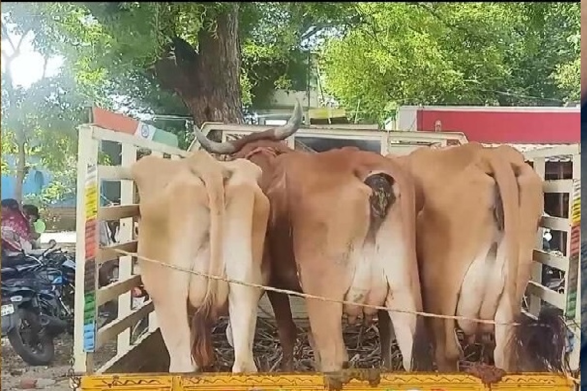 வேலணையை அச்சுறுத்திய மாட்டு திருட்டுக் கும்பல் கூண்டோடு கைது | Cow Theft Gang That Threatened Velanai Arrested வேலணையை அச்சுறுத்திய மாட்டு திருட்டுக் கும்பல் கூண்டோடு கைது | Cow Theft Gang That Threatened Velanai Arrested