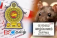 வடக்கை அச்சுறுத்தும் எலிக் காய்ச்சல்: விலங்குகளிலும் பரவக் கூடும் என எச்சரிக்கை