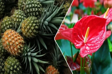 இலங்கையில் புதிய கலப்பின அந்தூரியம் மற்றும் அன்னாசி வகைகள் அறிமுகம்