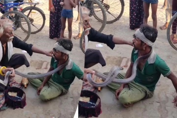Viral Video: கழுத்தில் சுற்றியிருந்த விஷப்பாம்பு... படமெடுத்து சட்டென தாக்கிய காட்சி