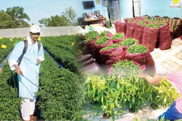 இலங்கையில் மிளகாயால் பணக்காரரான இளைஞன்