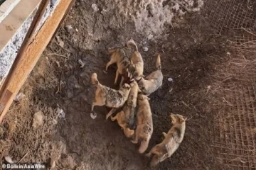 உயிரியல் பூங்காவில் நாய்க்குட்டியை நழுவவிட்ட நபர்: கண் முன்னே குதறிய ஓநாய்கள்