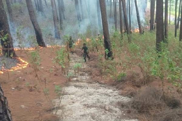 அரசுக்கு சொந்தமான பைன் தோட்டத்தில் தீ பரவல் | Fire Spreads In Government Owned Pine Plantation