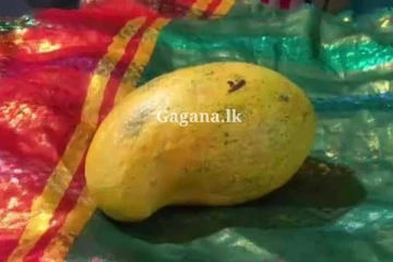 රුපියල් 162,000කට වෙන්දේසී වුන අරුම පුදුම අඹ ගෙඩිය.. (VIDEO)