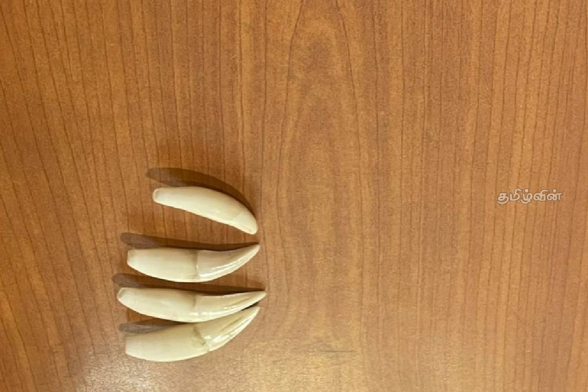 புதுக்குடியிருப்பில் சிறுத்தை புலி கொலை செய்யப்பட்டு பல் விற்பனை : இருவர் கைது | Leopard Killed In Pudukkudiyiruppu And Teeth Sold புதுக்குடியிருப்பில் சிறுத்தை புலி கொலை செய்யப்பட்டு பல் விற்பனை : இருவர் கைது | Leopard Killed In Pudukkudiyiruppu And Teeth Sold