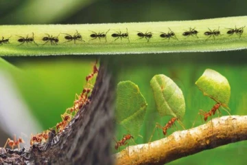 எறும்புகள் எப்போதும் வரிசையாக செல்வது ஏன்னு தெரியுமா?