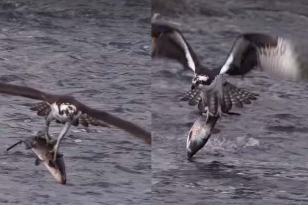 Viral Video: தண்ணீருக்குள் காத்திருந்த கழுகிடம் சிக்கிய மிகப்பெரிய மீன்... சுவாரசியமான காணொளி | Eagle Hunt Big Fish Viral And Shocking Video