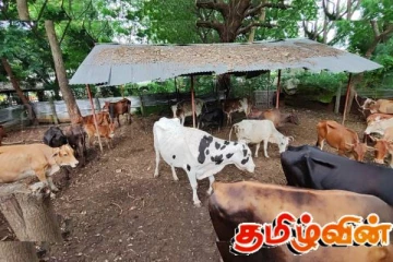 வவுனியா மாநகரசபையினால் 60ற்கும் மேற்பட்ட கட்டாக்காலி மாடுகள் பிடிப்பு