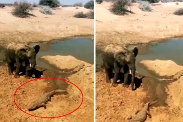 Viral video: தானாக வந்து வம்பிழுக்கும் யானை- கடுப்பான முதலை செய்ததை பாருங்க