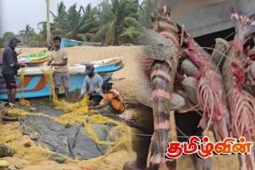 இந்திய இழுவைப்படகுகளால் அழிக்கப்படும் இறால் வளம்!