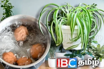 முட்டை வேக வைத்த நீரில் உள்ள ஏராளமான நன்மைகள் பற்றி தெரியுமா...