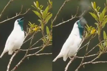 புகை கக்கும் அதிசய பறவை… நெட்டிசன்களை வியப்பில் ஆழ்த்திய காட்சி