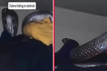 viral video: அலுமாரியை இருப்பிடமாக்கிய நாகங்கள்! பதறவைக்கும் காட்சி