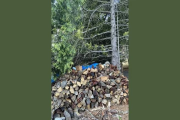 optical illusion: இந்த படத்தில் பூனையை கண்டுபிடிக்க முடியுமா?