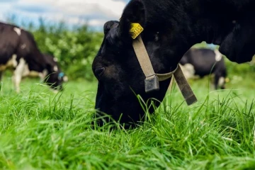 மாட்டுக்கு புல் அறுக்க சென்றவர் மரணம்