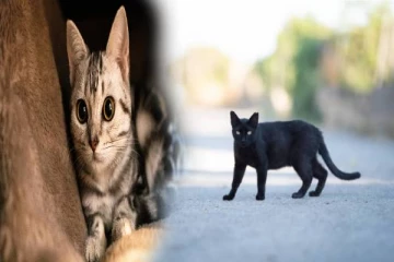 பூனை குறுக்கே போனால் அபசகுணமா? உண்மை காரணம் இதுதான்