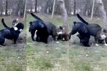 சண்டைக்காட்சியில் இளைய தளபதியே மீஞ்சும் பூனைகள்! வைரல் வீடியோ..