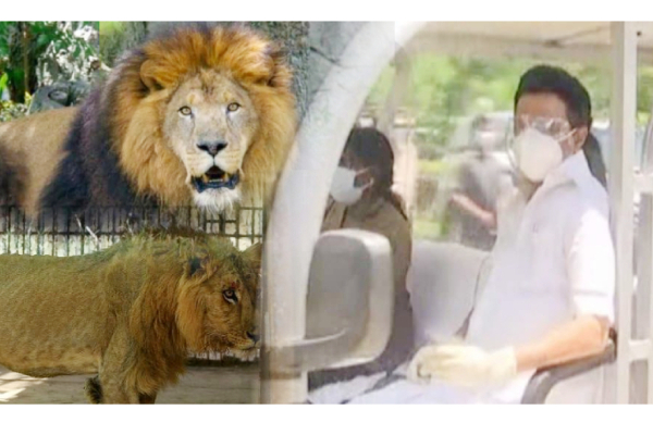 வண்டலூர் உயிரியல் பூங்காவில் சிங்கங்களுக்கு கொரோனா தொற்று - மு.க.ஸ்டாலின் நேரில் ஆய்வு! | Tamilnadu Politics