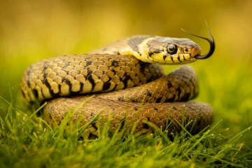 இந்தியாவில் பாம்புகளே இல்லாத ஒரே மாநிலம்.., எது தெரியுமா?