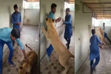viral video: பாசமாக தடவிக்கொடுத்தவரை தாக்கிய சிங்கம்! வியப்பை உண்டாக்கும் காட்சி