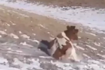 ஜாலியாக சறுக்கி விளையாடும் பசு! மின்னல் வேகத்தில் செல்லும் காட்சி