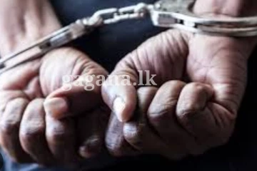 කූඩැල්ලා අත්අඩංගුවට.