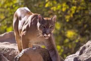 சிறுவனைக் காக்க மலைசிங்கத்தை அசால்ட்டாக கையாலையே அடித்து விரட்டிய தாய்