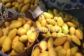 වාර්තාගත ලෙස මෙරට අඹ වලට සිදු වූ දේ. - අඹ මිලෙත් වෙනස්වීමක්.