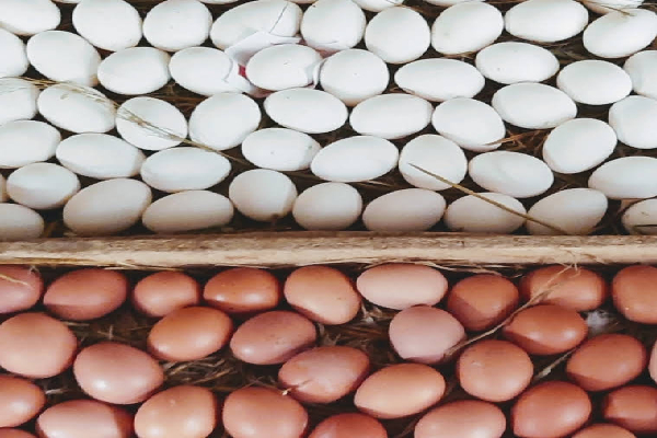 முட்டையின் கட்டுப்பாட்டு விலையில் திருத்தம் | Eggs Fixed Price Today முட்டையின் கட்டுப்பாட்டு விலையில் திருத்தம் | Eggs Fixed Price Today