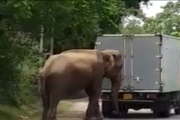இயங்காது நின்ற லொறிக்கு உதவிய யானை - சமூக வலைத்தளங்களில் வைரலாகும் காணொளி