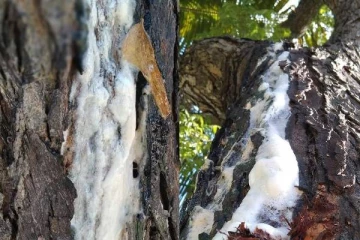 இலங்கையில்  அம்மன் ஆலயம் ஒன்றில்  வேப்பமரத்திலிருந்து வழியும் பால்; குவிந்த மக்கள் கூட்டம்