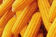 බඩ ඉරිඟු වලට වෙන්න යන දේ මෙන්න