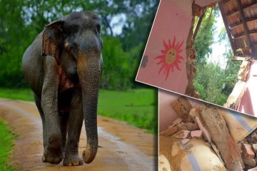 நாட்டில் மனித வாழ்வாதாரத்தை சீரழிக்கும் யானைகள் - அவசர நடவடிக்கை கோரும் மக்கள்