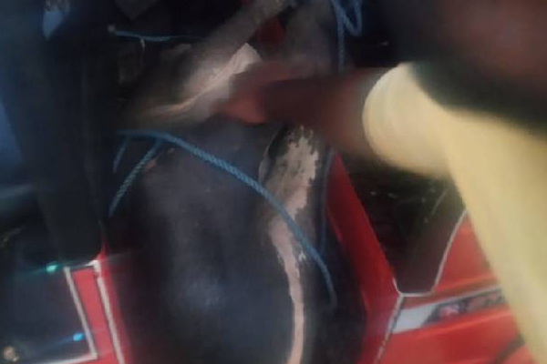 பொலிஸாருக்கு கிடைத்த இரகசிய தகவல்: வசமாக சிக்கிய நபர் | Vaddukoddai Suspect Took Cow Auto Police Arrested