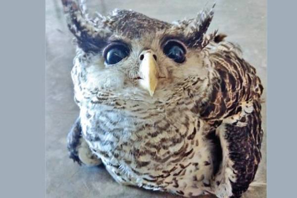 இலங்கையில் கண்டுபிடிக்கப்பட்ட அரியவகை ஆந்தை! | Rare Owl Found In Sri Lanka