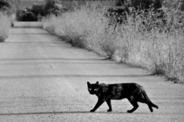 பூனை குறுக்கே சென்றால் கெட்ட சகுணமா? ஜோதிடமும், அறிவியலும் - என்ன சொல்கிறது?