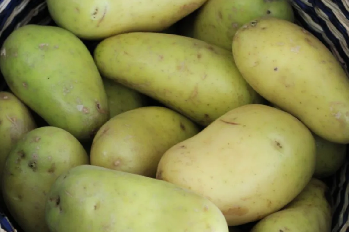 හොය හොය කන අලවල මෙහෙම තිබ්බොත් කන්න තියා හිතන්නවත් එපා | Green Potatoes Why They Can Be Harmful හොය හොය කන අලවල මෙහෙම තිබ්බොත් කන්න තියා හිතන්නවත් එපා | Green Potatoes Why They Can Be Harmful