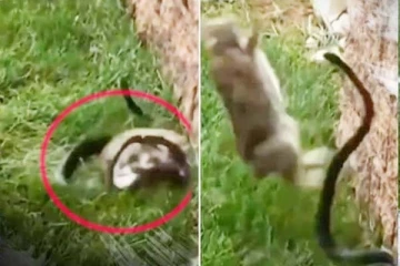 தன்னை சீண்டிய முயலை பயங்கரமாக பந்தாடிய பாம்பு! பதபதைக்க வைக்கும் காட்சி