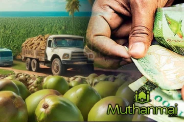 தென்னை விவசாயிகளுக்கு வெளியாகியுள்ள மகிழ்ச்சி தகவல்..!