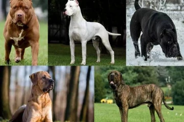 இந்த 9 வகை வெளிநாட்டு நாய்களின் இனப்பெருக்கத்துக்கு தடை - தமிழக அரசு