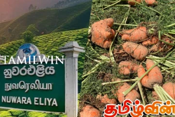 நுவரெலியாவில் மரக்கறிகளின் விலை வீழ்ச்சி : விவசாயிகள் பாதிப்பு