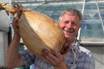 உலகின் மிகப்பெரிய வெங்காயம்!