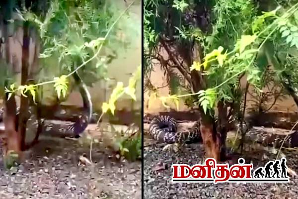 அடேங்கப்பா.. மலைப்பாம்பு போல் மிரட்டிய ராஜ நாகம்- பார்த்தும் கதறிய இலங்கையர் | King Cobra Snake Video Viral In Sri Lanka அடேங்கப்பா.. மலைப்பாம்பு போல் மிரட்டிய ராஜ நாகம்- பார்த்தும் கதறிய இலங்கையர் | King Cobra Snake Video Viral In Sri Lanka