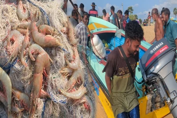 முல்லைத்தீவு கடற்பகுதிகளில் அதிக இறால்கள்