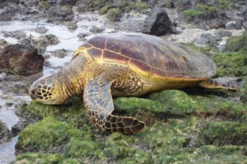 ஒரே குடும்பத்தை சேர்ந்த 3 குழந்தைகளின் உயிரை பறித்த கடல் ஆமை! பெரும் சோகம்