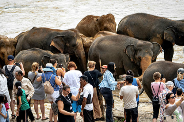 சர்வதேச நாடுகளில் சர்ச்சையை ஏற்படுத்தியுள்ள இலங்கையில் நடந்த கொடூர சம்பவம் | Set Fire To Elephant Death Makes Headlines
